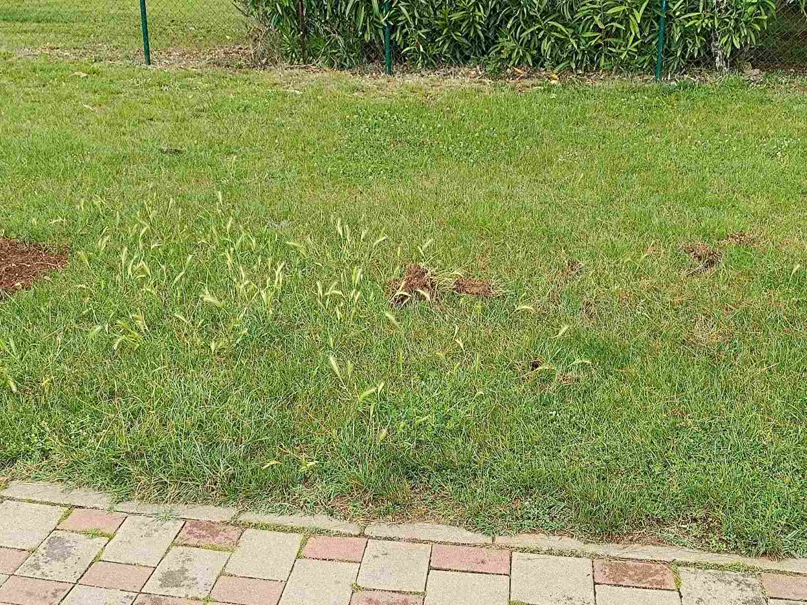 Razrovan travnjak uz ogradu, tragovi rovanja divljih svinja