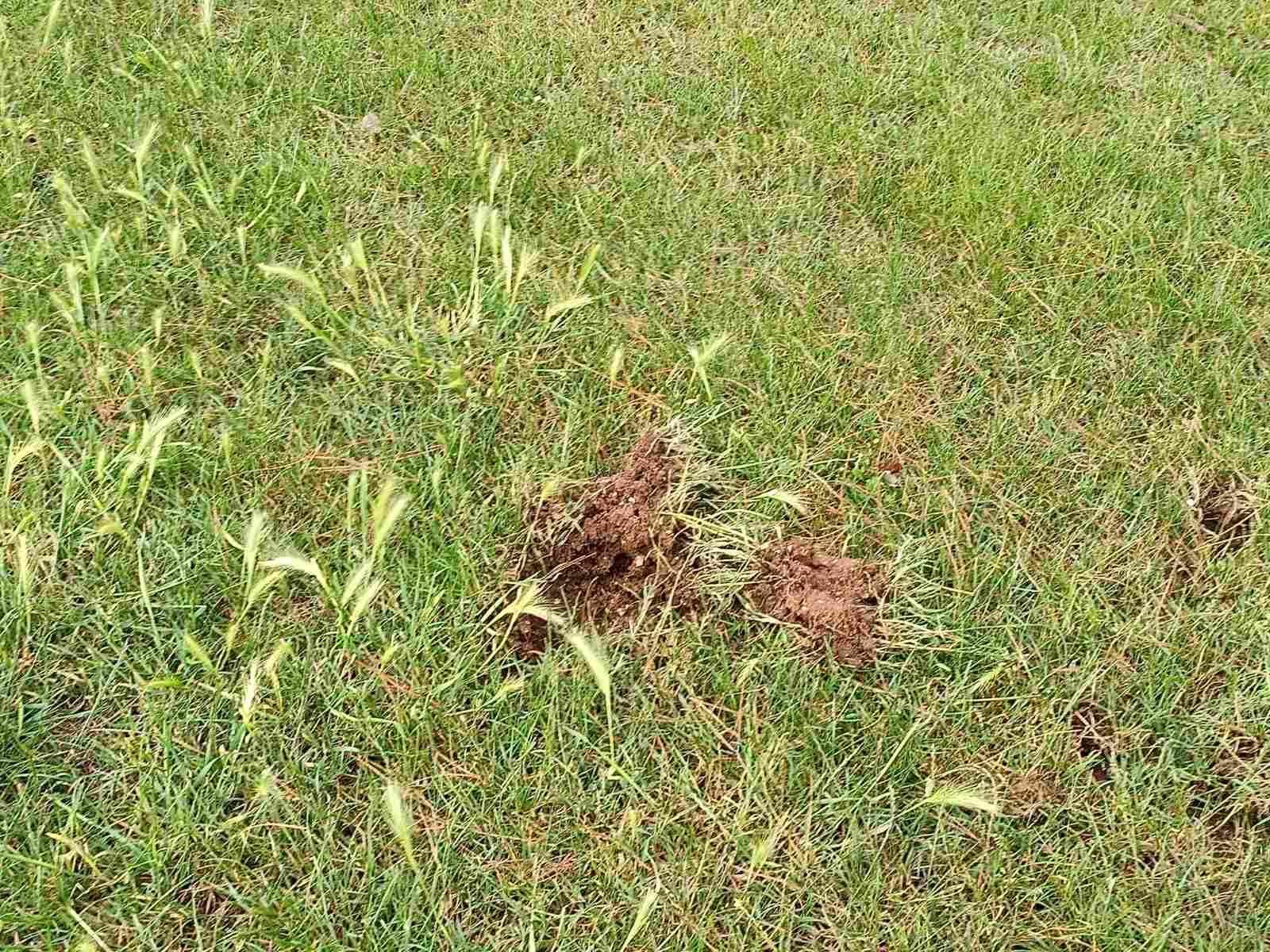 Prevrnuta zemlja i iščupano busenje trave na travnjaku